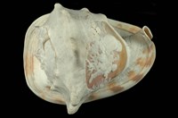 藏品(唐冠螺(雕刻))的圖片